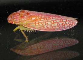 Gyponana octolineata